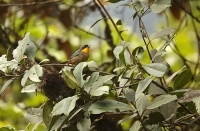 Iridosornis analis; Yellow-throated tanager; Gulstrupig tangara