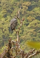 Buteogallus solitarius; Montane solitary eagle; Eremitörn