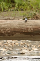 Tachycineta albiventer; White-winged swallow; Vitvingad svala