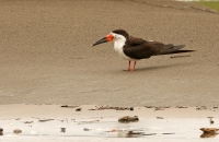 Rynchops niger; Black skimmer; Amerikansk saxnäbb