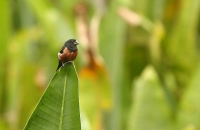 Oryzoborus angolensis; Chestnut-bellied seed-finch; Kastanjebukig fröfink