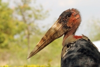 Leptoptilos crumeniferus; Marabou stork; Maraboustork