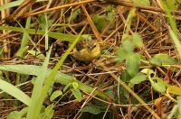 Ploceus castaneiceps; Taveta golden-weaver; Tavetavävare hona