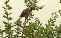 Colius striatus; Speckled mousebird; Vitkindad musfågel