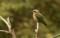 Merops bullockoides; White-fronted bee-eater; Vitpannad biätare