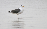 Larus dominicanus; Kelp gull; Kelptrut