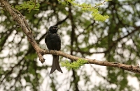 Dicrurus adsimilis; Fork-tailed drongo; Klykstjärtad drongo
