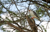 Polihierax semitorquatus; Pygmy falcon; Afrikansk pygméfalk