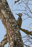 Dendropicos namaquus; Bearded woodpecker; Namaquaspett