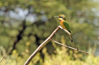 Merops pusillus; Little bee-eater; Dvärgbiätare