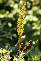 Nectarinia kilimensis; Bronze sunbird; Bronssolfågel