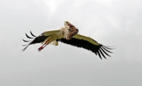 Ciconia ciconia; White stork; Vit stork