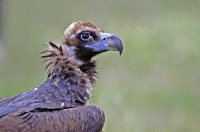 Aegypius monachus; Eurasian black vulture; Grågam