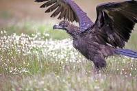 Aegypius monachus; Eurasian black vulture; Grågam