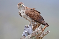 Aquila fasciata; Bonelli's eagle; Hökörn