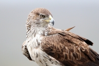 Aquila fasciata; Bonelli's eagle; Hökörn
