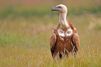 Gyps fulvus; Eurasian griffon vulture; Gåsgam