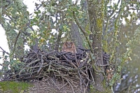 Asio otis; Long-eared owl; Hornuggla