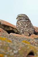 Athene noctua; Little owl; Minervauggla