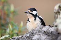 Dendrocopos major; Great spotted woodpecker; Större hackspett