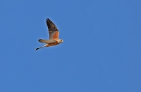 Falco naumanni; Lesser kestrel; Rödfalk