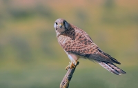 Falco tinnunculus; Eurasian [Common] kestrel; Tornfalk