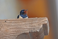 Hirundo rustica; Barn swallow; Ladusvala