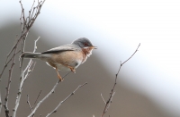 Sylvia cantillans; Subalpine warbler; Rödstrupig sångare