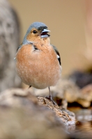 Fringilla coelebs; Common chaffinch; Bofink