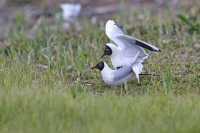 Larus ridibundus; Black-headed gull; Skrattmås