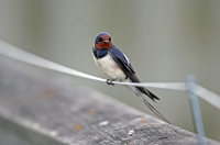 Hirundo rustica; Barn swallow; Ladusvala