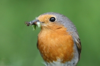 Erithacus rubecula; European robin; Rödhake