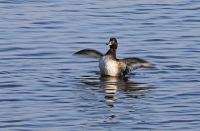 Aythya fuligula; Tufted duck; Vigg