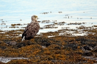 Haliaeetus albicilla; White-tailed eagle; Havsörn