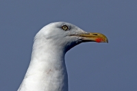 Larus argentatus; European herring gull; Gråtrut
