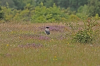 Corvus cornix; Hooded crow [Hoodie]; Grå kråka