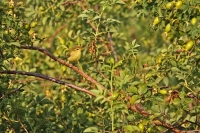 Phylloscopus trochilus; Willow warbler; Lövsångare